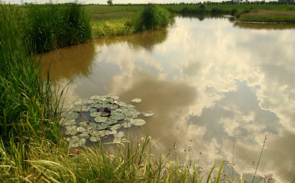 Fishing Lake at Mill Farm Leisure