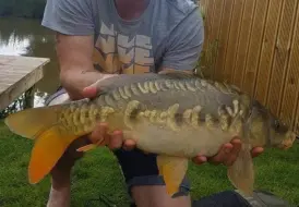 Carp caught at Mill Farm Leisure.jpg 0