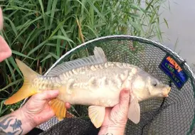 Carp Angling At Mill Farm Leisure Boston 42