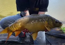 big-carp-caught-at-mill-farm-leisure-fishing-lakes 45