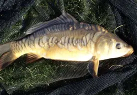 carp-fishing-cottages-lincolnshire-mill-farm-leisure 65