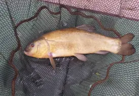 Beautiful Tench at Mill Farm 28