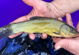 tench-fishing-holiday-with-hot-tub-mill-farm-leisure 78