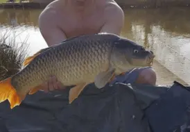 carp-caught-with-lake-views-mill-farm-leisure 81