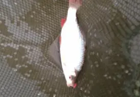 peaceful-rudd-fishing-holiday-mill-farm-leisure 82