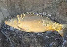 peaceful-carp-fishing-break-photo-mill-farm 99