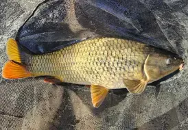 carp-caught-on-tranquil-fishing-break-mill-farm-leisure 101