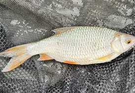 Roach Fishing Success at Mill Farm Leisure in Lincolnshire 38