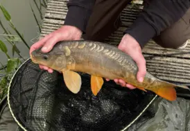 tranquil-lakeside-carp-fishing-holiday-mill-farm 103