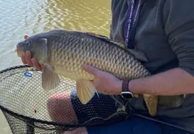 Carp Caught in Spring 2025 At Mill Farm 33