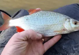rudd-fishing-hot-tub-lodge-mill-farm-leisure 106