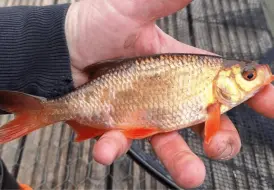 Golden Rudd at Mill Farm.png 57