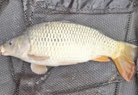 Healthy Carp Caught At Mill Farm Leisure 26