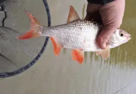 dog-friendly-rudd-fishing-holiday-mill-farm-leisure 104