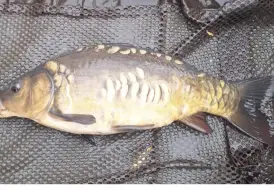 Lakeside Lodge Carp fishing.png 3