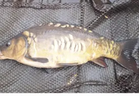 Lakeside Lodge Carp Fishing Holiday 23