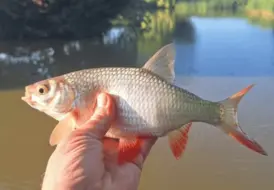 Rudd Fishing Lincolnshire 15