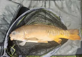 14lb Mirror Carp Caught At Mill Farm 20