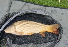 carp-fishing-tranquil-cottage-break-mill-farm 105