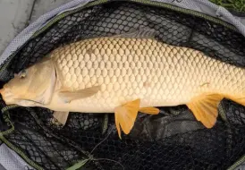 Lincolnshire Course Fishing.png 93