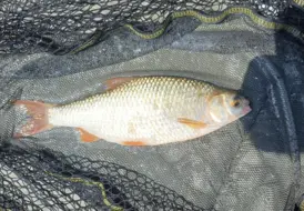 Roach Fishing In Lincolnshire 25