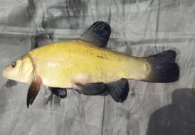 Tench Caught At Mill Farm Leisure 12