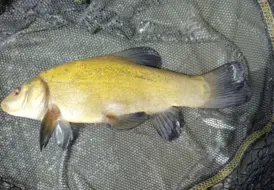 Tench Fishing In Lincolnshire 22