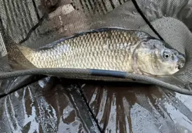 adults-only-carp-fishing-holiday-mill-farm-leisure 116