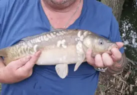 Carp Fishing Holidays In Boston Lincolnshire 11