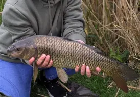 Beautiful Carp caught at Mill Farm Leisure.jpg 2